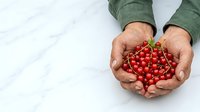 Farmer holding fresh red currants in cupped hands over white marble surface, showcasing organic harvest and farm produce for agricultural and food industry use.