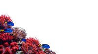 Isolated rambutan fruits with spiky red hair-like exterior and blue beetles crawling on white background, ready for design use.