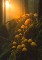 Small glowing mushrooms growing on mossy tree trunk in magical golden sunset light, creating ethereal forest atmosphere with natural bokeh effect and sunbeams.
