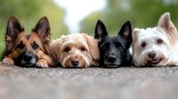 Four adorable dogs of different breeds - German Shepherd, Labradoodle, Black German Shepherd, and West Highland White Terrier - lying in row with heads on ground, looking at camera.