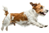 Energetic Jack Russell terrier dog running and jumping with white and brown coat, isolated on white background for pet advertising and animal motion studies.