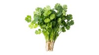 Fresh cilantro bunch with roots isolated on white background for culinary cooking herbs spices ingredients kitchen design organic healthy food.