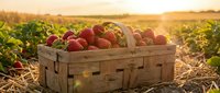 Fresh ripe red apples in wooden crate at orchard during golden hour harvest time. Agricultural produce ready for market sale and healthy eating.
