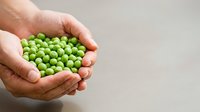 Caucasian male hands holding fresh green peas in palms against neutral background, suitable for food, agriculture, and healthy eating content.