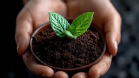 Young green plant seedling growing in rich dark soil held protectively in cupped hands symbolizing environmental care, sustainability and new life growth.