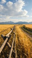 Golden wheat field with wooden fence and mountain landscape under dramatic cloudy sky. Rural farming scene with dirt road through agricultural countryside.