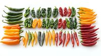 Colorful variety of fresh chili peppers arranged in neat rows on white background, including jalapenos, habaneros, and cayenne peppers, showing different stages of ripeness.