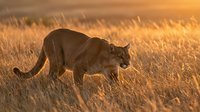 Powerful lioness stalking through golden savanna grassland during warm sunset light, showcasing wild African predator hunting behavior in natural habitat.