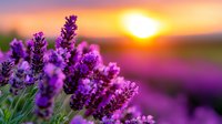 Lavender flowers blooming in field during golden sunset with warm orange sky and blurred purple background creating peaceful natural landscape.