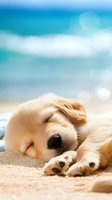 Sleeping Golden Retriever puppy on sandy beach with turquoise ocean background, soft bokeh effect creates dreamy summer atmosphere, close up view of peaceful nap.