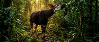 Okapi standing in lush tropical rainforest with golden sunlight filtering through dense green foliage and vegetation creating natural wildlife habitat scene.