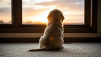 Golden retriever dog sitting by window watching sunset through glass, peaceful indoor pet moment with warm evening light and cozy home atmosphere.