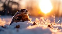 Curious groundhog peeks through snowy ground at sunrise, backlit by golden morning sun creating magical winter atmosphere with frost crystals and bokeh effect.