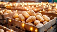 Fresh raw potatoes in rustic wooden crate with warm glowing string lights creating cozy autumn atmosphere, farm market produce display for food background.