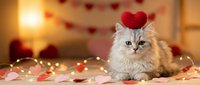 Adorable fluffy kitten wearing red knitted heart hat surrounded by fairy lights and rose petals for Valentine's Day celebration and romantic decor.