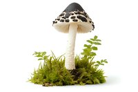 Spotted brown and white mushroom growing among green ferns and moss on white background, isolated nature composition for botanical design and decoration.