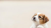 Adorable brown and white puppy with expressive eyes looking up curiously against neutral beige background with copy space for pet care designs.