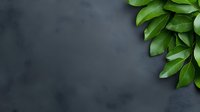 Fresh green leaves border on dark gray textured background with copy space for text. Natural minimal layout for wellness and spa design.