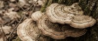 Bracket fungi growing on tree trunk in forest environment showing natural decomposition process and woodland ecosystem biodiversity in organic habitat.