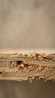 Close-up of weathered wood plank with peeling bark and rough texture against neutral background for carpentry and construction projects.