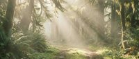 Sunlight streaming through misty forest with ferns and moss-covered trees creating magical woodland atmosphere for nature and outdoor adventure concepts.