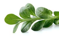Fresh green purslane leaves branch isolated on white background, macro shot of organic edible plant used in healthy cooking and salads.