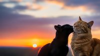 Two cats silhouetted against dramatic sunset sky with orange and purple clouds, peaceful moment watching golden hour horizon together.