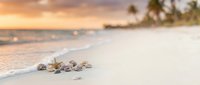 Seashells scattered on pristine white sand beach at golden sunset with palm trees and ocean waves in tropical paradise for vacation travel concepts.