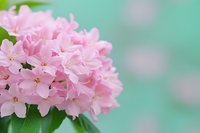 Delicate pink rhododendron flowers in full bloom against soft turquoise background creating peaceful spring garden atmosphere for wellness and nature themes.