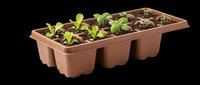 Seedling tray with young green plants in brown plastic compartments, isolated on transparent background. Ready for clipart, print-on-demand, t-shirt design, and sublimation projects.