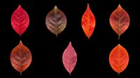 Seven vibrant autumn leaves in red and orange tones, isolated on transparent background, ready for T-shirts, stickers, clipart, sublimation, and print on demand.