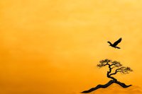 Silhouette of lone bonsai tree against vibrant orange sunset sky with soaring eagle, creating dramatic minimalist Asian-inspired landscape composition.