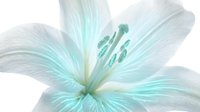 Delicate white lily with soft turquoise stamens and petals, isolated on white background. Suitable for botanical designs, greeting cards, and decorative projects.