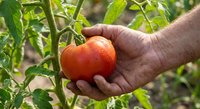 Hand holding fresh ripe red tomato on vine in organic garden. Harvesting homegrown vegetables for healthy eating and sustainable agriculture lifestyle.