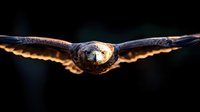 Majestic owl in flight with wings fully extended against dark background, dramatic lighting highlighting feather detail and piercing eyes, wildlife photography.