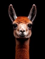 Close up portrait of brown alpaca face with alert ears against black background, showing distinctive features and expressive eyes. Isolated studio shot.