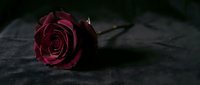Single deep red rose lying on dark textured surface creating moody romantic atmosphere for Valentine's Day cards, sympathy materials, and love concepts.