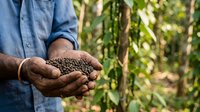 Farmer holding harvested coffee beans in hands at plantation with green foliage background, agricultural work and crop production.