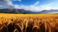 Golden wheat field stretching toward majestic mountain range under dramatic blue sky with white clouds during harvest season in rural countryside.