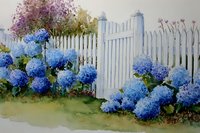Vibrant blue hydrangeas blooming beside white picket fence gate in watercolor style, creating serene garden entrance for landscape design.