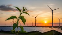Young green plant growing with wind turbines and solar panels at sunset representing sustainable renewable energy and environmental growth.