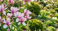 Pink magnolia flowers blooming on tree branches in spring garden with lush green foliage background for nature and seasonal decoration projects.