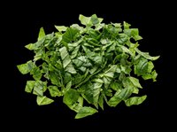 Chopped fresh oregano herb isolated on transparent background, ready for culinary design, recipe graphics, food packaging, cooking blogs, and kitchen-themed projects.