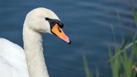 Elegant white mute swan with orange beak swimming gracefully in blue water near green reeds. Wildlife nature photography for environmental projects.