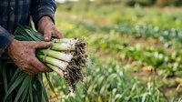 Farmer holding freshly harvested leeks with soil-covered roots in agricultural field during harvest season for farming and gardening projects.