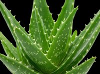 Aloe vera plant isolated on transparent background, ready for t-shirt design, stickers, clipart, print on demand, and sublimation projects.