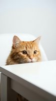 Adorable orange tabby cat peeking over white table edge with curious expression on clean background for pet and animal content.