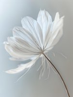 Delicate white cosmos flower with soft petals against light gray background, captured in gentle motion showing ethereal, feather-like texture and natural grace.