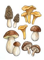 Botanical illustration of various edible and wild mushroom species including morels, chanterelles, porcini, and button mushrooms with detailed stems and caps.