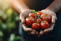 Farmer holding fresh ripe tomatoes in cupped hands at harvest time, showcasing organic produce for agriculture, farming, and food industry use.